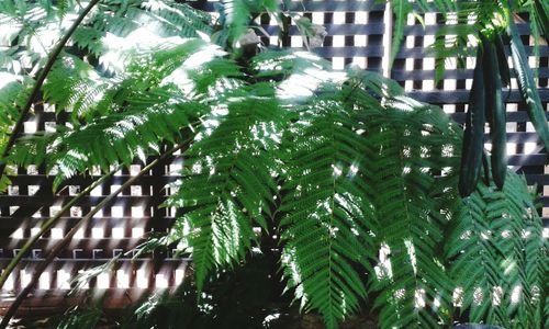 Low angle view of plants