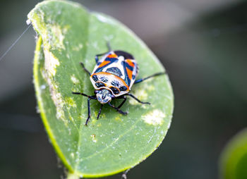 Close-up of insect on leaf