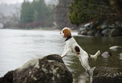 Dog rearing up on rock in lake against sky