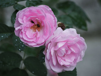 Close-up of wet pink flower