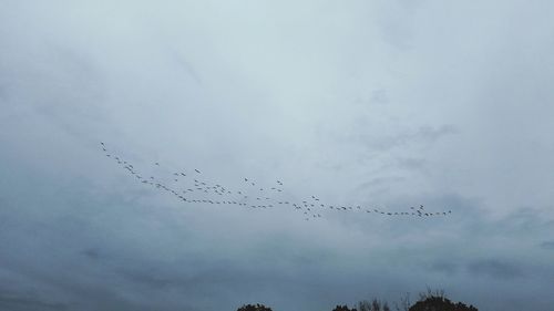 Low angle view of silhouette birds flying against sky