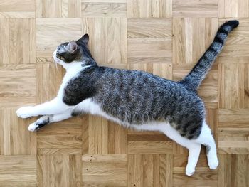 High angle view of cat lying on hardwood floor