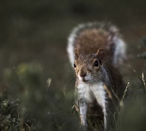 Close-up portrait of squirrel