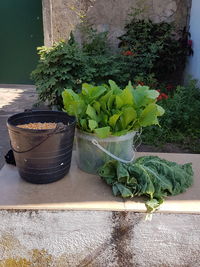 Close-up of potted plant