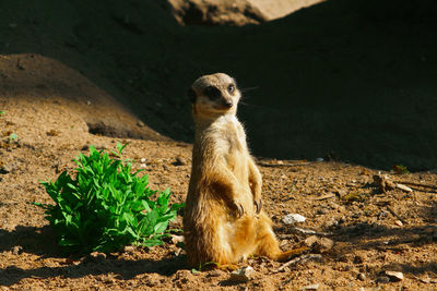 Portrait of meerkat sitting on field