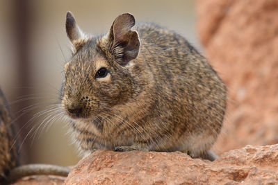 Portrait of a common degu 