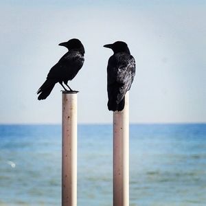 Bird perching on beach against sky
