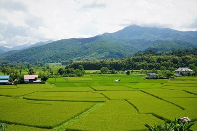 Scenic view of agricultural field against sky