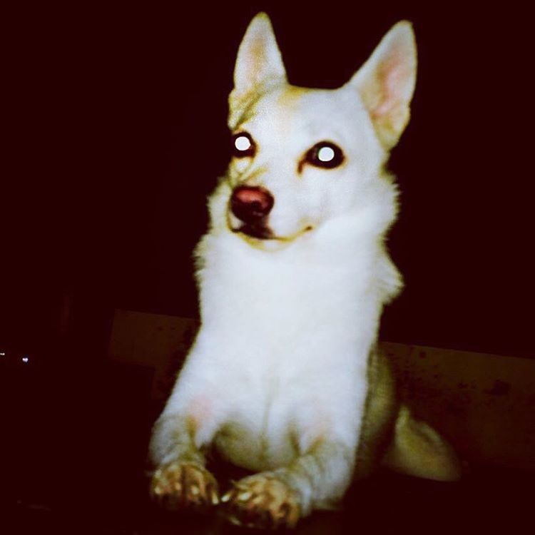 CLOSE-UP PORTRAIT OF DOG SITTING ON FLOOR