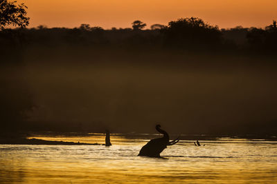 Silhouette bird swimming in lake against sky during sunset