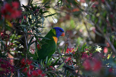 View of bird perching on tree