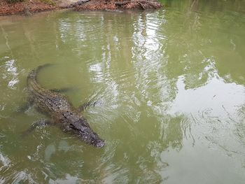 High angle view of turtle swimming in river