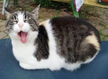 Close-up of cat