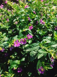 Close-up of flowers blooming outdoors