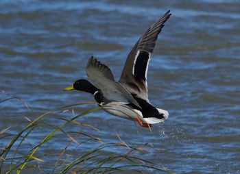 Bird flying over lake