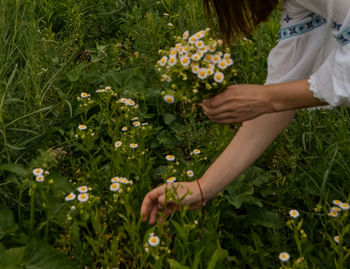 The girl tears chamomiles for a bouquet.