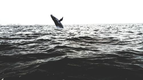 Fish swimming in sea against clear sky