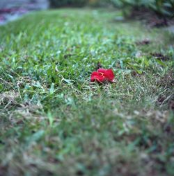 Close-up of plant growing on grassy field