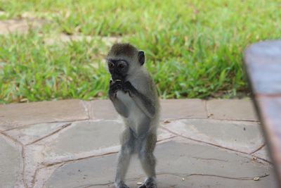 Close-up of monkey standing outdoors