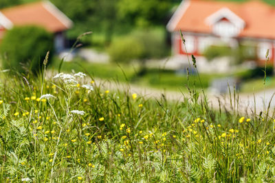 Close-up of flowering plants on field