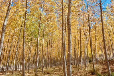 A beautiful elm forest in the middle of autumn