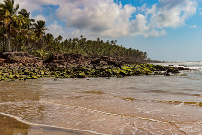 Itacaré beach - jeribucaçu palm trees and water