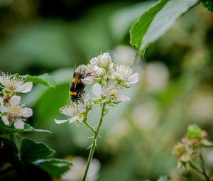 Close-up of bee pollinating on flower