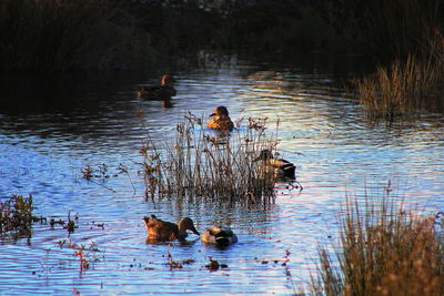 Ducks swimming in lake