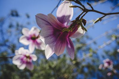 Close-up of pink cherry blossoms against sky