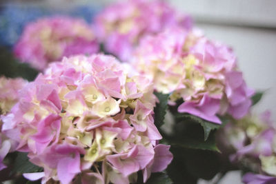 Close-up of pink flowers