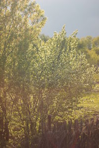 Plants against trees