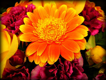 Close-up of yellow flower