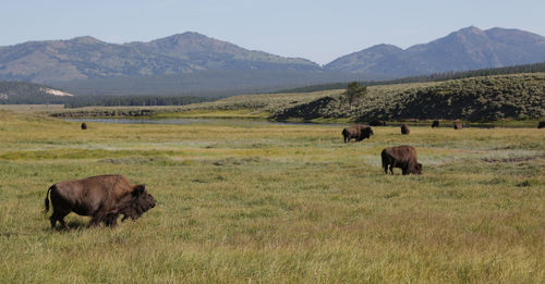 Horses grazing in a field