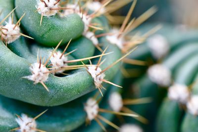 Close-up of succulent plant