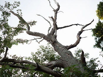 Low angle view of tree against clear sky