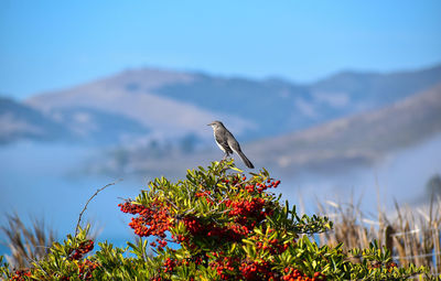 Nature landscape view of  mockingbird bird on plant against mountains and blue sky