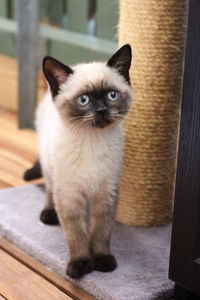 British shorthaired kitten 