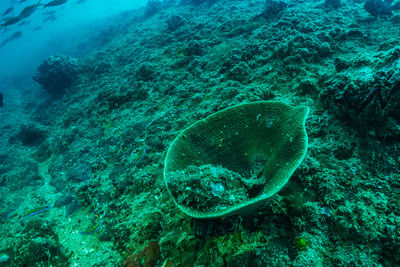 Fish swimming in sea