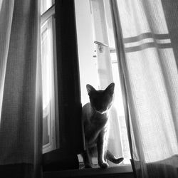 Cat looking away