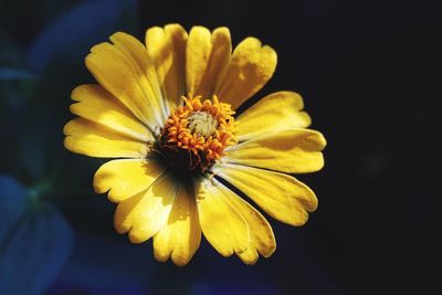 Close-up of yellow flower