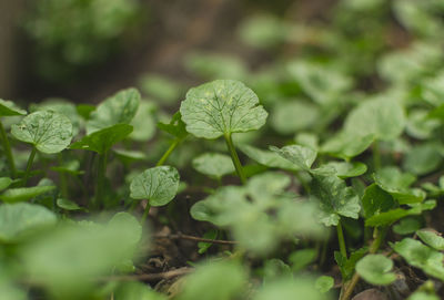 Close-up of fresh green plant