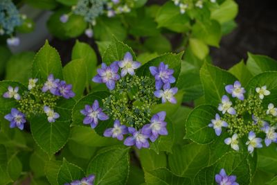 Close-up of purple flowers