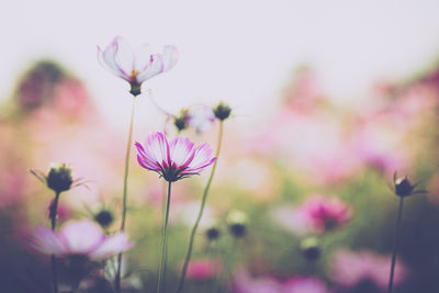 Close-up of pink cosmos flowers