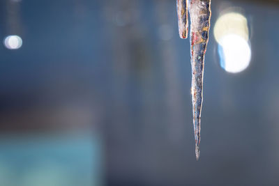 Close-up of icicles during winter