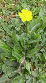 Close-up of yellow flowers