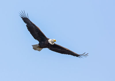 Low angle view of bird flying against clear sky