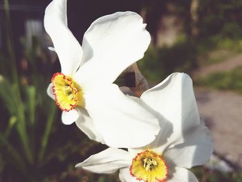 Close-up of white flower