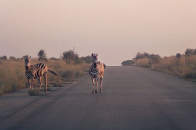 Rear view of horse walking on road against clear sky