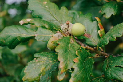 Close-up of green fruits on tree