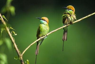 Close-up of bird perching on twig